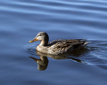 Wild female mallard duck swimming in the lakeの写真素材