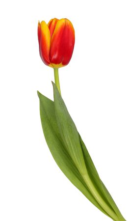 Beautiful red and yellow tulip isolated on a white backgroundの写真素材
