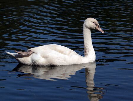 Young white swan swim in water sceneの写真素材