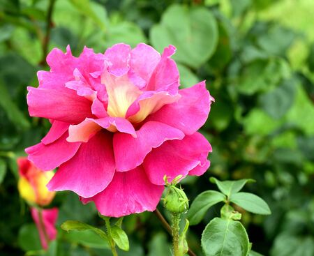 Pink rose flower on Ð° green backgroundの写真素材