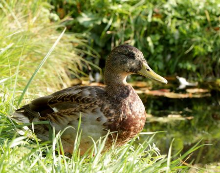 Female duck sitting in the grass on the shoreの写真素材