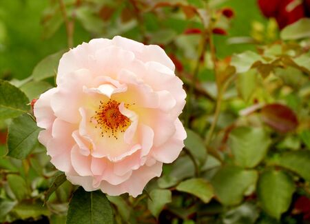 Tender pink rose flower on Ð° green background の写真素材