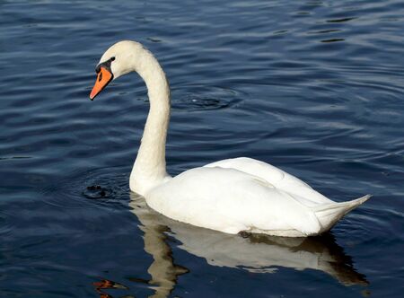 Beautiful white swan swim in water sceneの写真素材