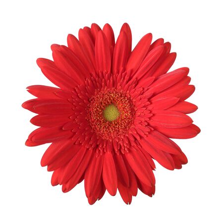 Beautiful red gerbera flower isolated on white backgroundの写真素材