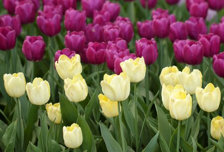 Pale yellow tulips over blur purple tulips in the spring park の写真素材
