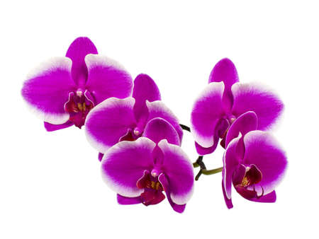 Dark lilac orchid branch isolated on white backgroundの写真素材