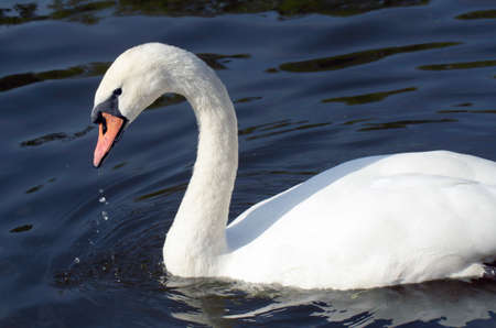 Beautiful white swan swim in water sceneの写真素材