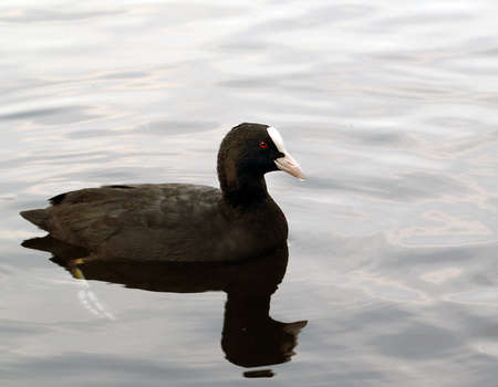 Coot (fulica atra) over the water backgroundの写真素材