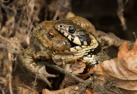 Grass snake Natrix natrix eating common toad Bufo bufoの写真素材
