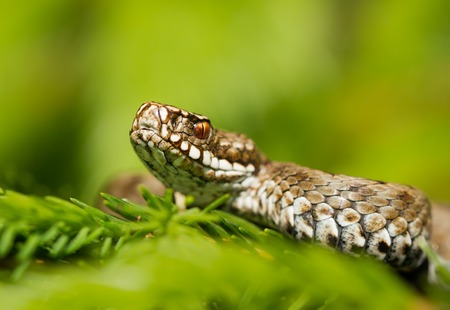 European viper Vipera berus in Czech Repblicの写真素材