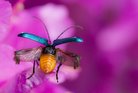 Longhorn beetle Gaurotes virginea in Czech Republicの写真素材