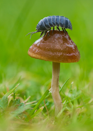 Pillbug sitting on muchroom in Czech Republicの写真素材