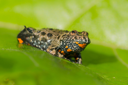 European fire-bellied toad Bombina bombina in Czech republicの写真素材