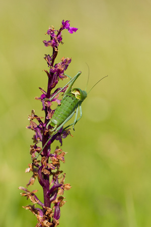 Large Saw-tailed Bush-cricket Polysarcus denticauda in Czech Republicの写真素材