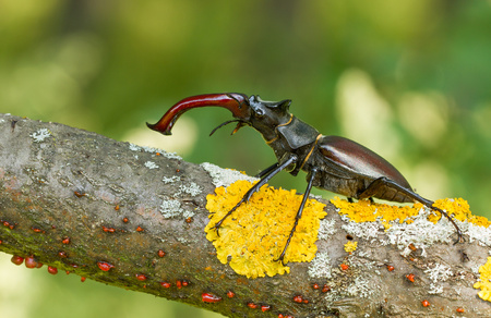 The stag beetle Lucanus cervus in Czech Republicの写真素材