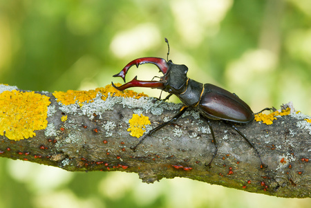 The stag beetle Lucanus cervus in Czech Republicの写真素材