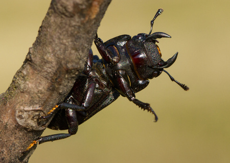 Lesser stag beetle Dorcus parallelipipedus in Czech Republicの写真素材