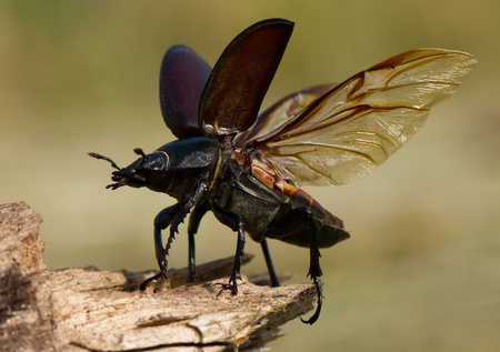 The stag beetle Lucanus cervus in Czech Republicの写真素材