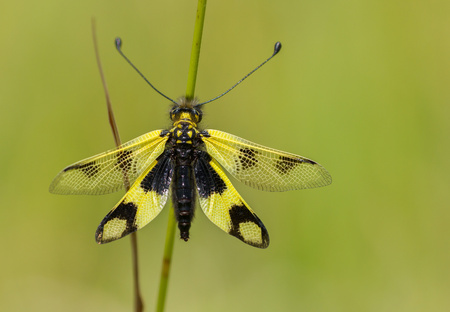 Beautiful Owlfly Libelloides macaronius in Czech Republic