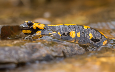 The fire salamander Salamandra salamandra in Czech Republicの写真素材
