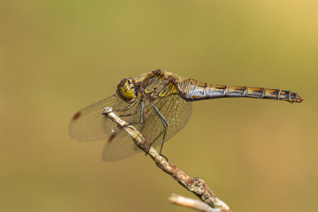 The European yellow dragonfly sitting on stigの写真素材