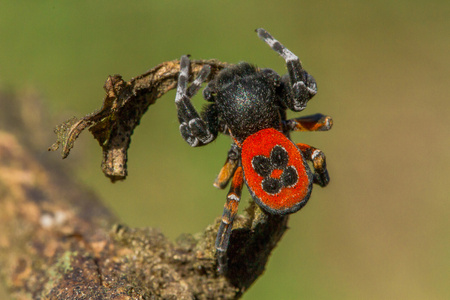 The Ladybird spider Eresus kollari in defence positionの写真素材