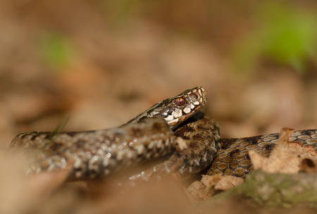 European viper Vipera berus in Czech Repblicの写真素材