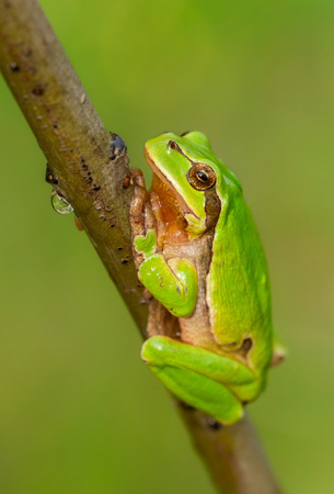 Nice green European tree frog, Hyla arborea, sitting on stick in Czech Republicの写真素材