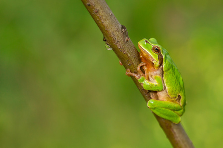 Nice green European tree frog, Hyla arborea, sitting on stick in Czech Republicの写真素材