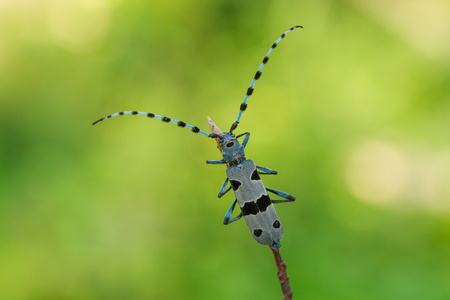 Rosalia Longicorn, Rosalia alpina, in Czech republic.