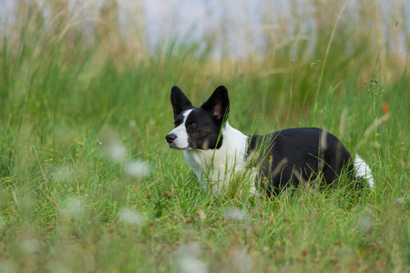 Welsh Corgi Cardigan tricolor with brindle pointsの写真素材