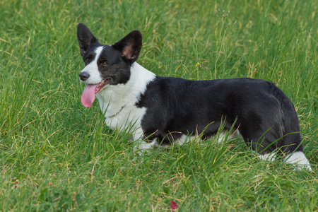 Welsh Corgi Cardigan tricolor with brindle pointsの写真素材