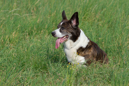 Male Brindle Welsh Corgi Cardigan in a grassの写真素材