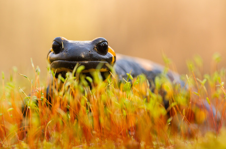 The fire salamander Salamandra salamandra in Czech Republicの写真素材