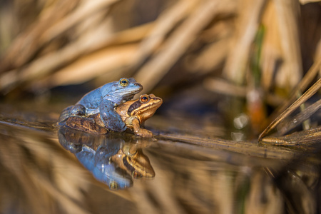 Mating The Moor frog Rana arvalis in Czech Republicの写真素材