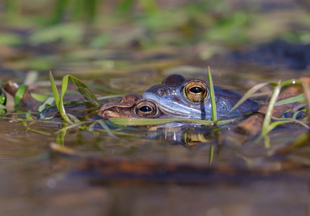 Mating The Moor frog Rana arvalis in Czech Republicの写真素材