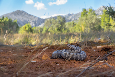 Male of Long-nosed viper Vipera ammodytes in Croatia