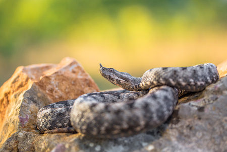 Male of Long-nosed viper Vipera ammodytes in Croatiaの写真素材