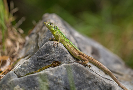The European Green lizard Lacerta viridis in Croatiaの写真素材