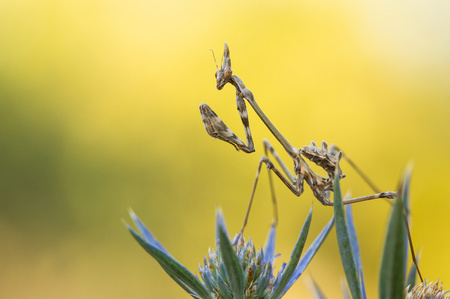 Nymph of Mantis Empusa fasciata in Croatiaの写真素材