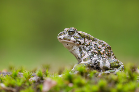 Green toad Bufotes viridis, also Pseudepidalea or Bufo in Czech Republic