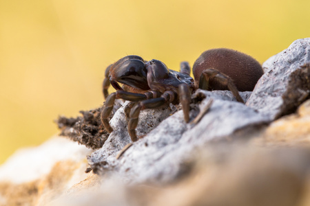 Brown spider Atypus muralis in Czech Republicの写真素材