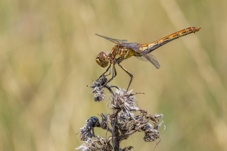 The European yellow dragonfly sitting on stig