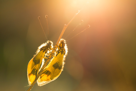 Beautiful Owlfly Libelloides macaronius in Czech Republic at sunriseの写真素材
