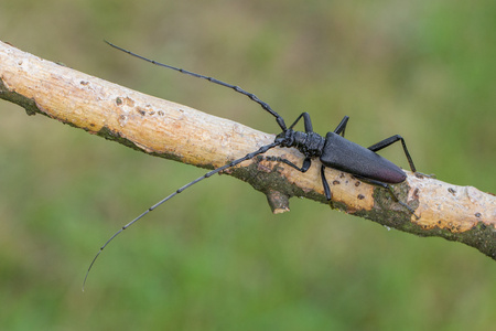 Longhorn beetle Cerambyx cerdo in Czech Republicの写真素材