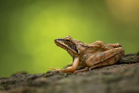 European Common Frog Rana temporaria in Czech Republicの写真素材