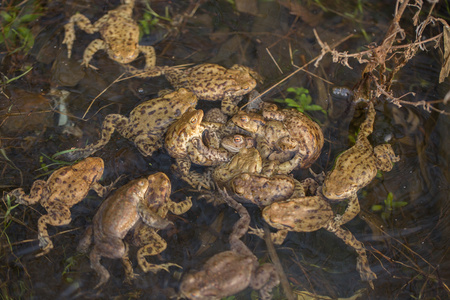 Group of Common toads Bufo bufo - mating, in Czech Republicの写真素材