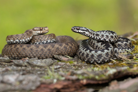 Pair of European viper Vipera berus in Czech Republic, female and male together