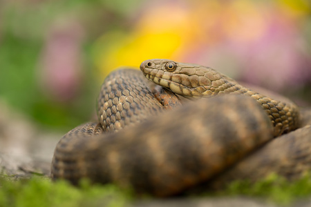 Dice snake Natrix tessellata in Czech Republic