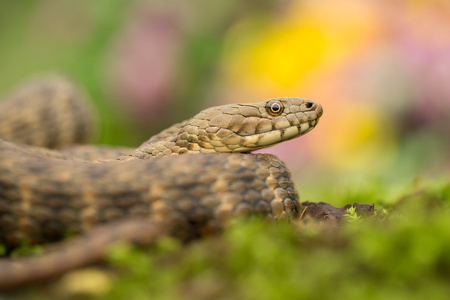 Dice snake Natrix tessellata in Czech Republicの写真素材